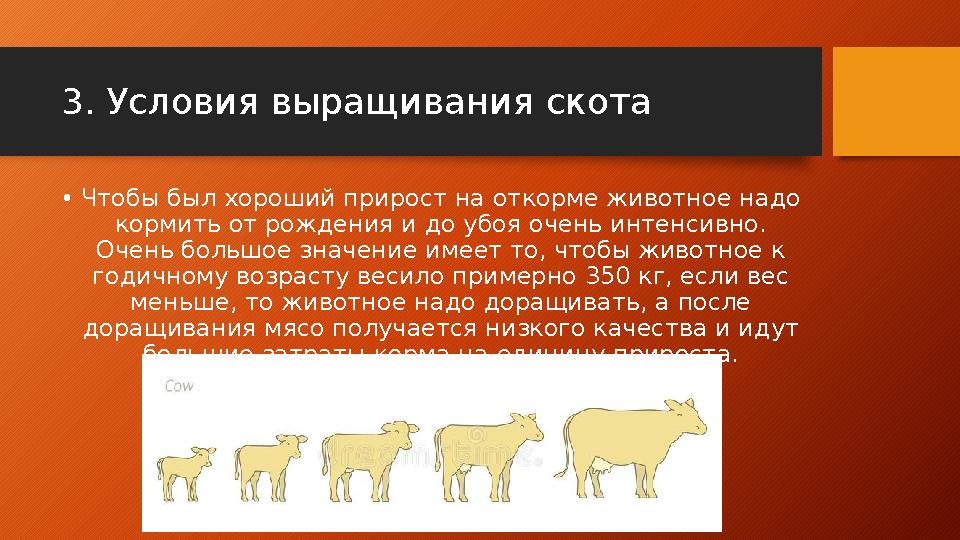 3 . Условия выращивания скота • Чтобы был хороший прирост на откорме животное надо кормить от рождения и до убоя очень интенси