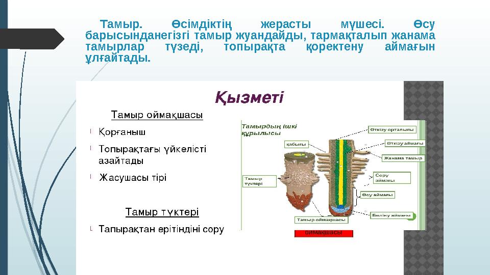 Порно тамаша қаламмен