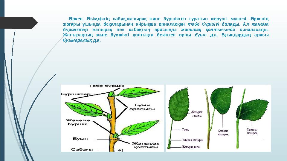 Өркен. Өсімдіктің сабақ,жапырақ және бүршіктен түратын жерүсті мүшесі. Өркннің жоғары ұшында бсқаларынан айрықша ор