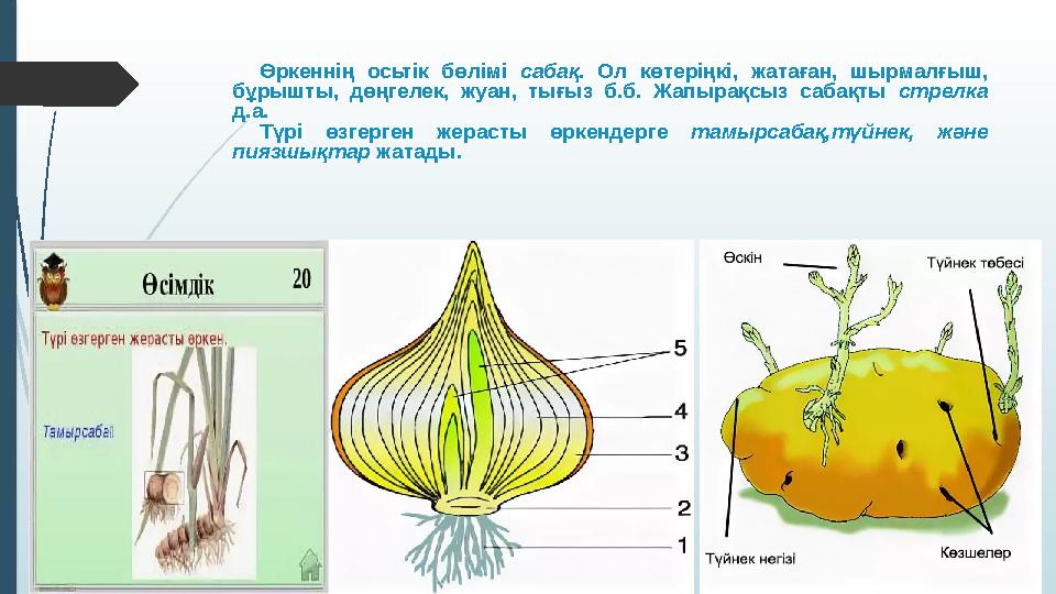 Өркеннің осьтік бөлімі сабақ . Ол көтеріңкі, жатаған, шырмалғыш, бұрышты, дөңгелек, жуан, тығыз б.б. Жапырақсыз са