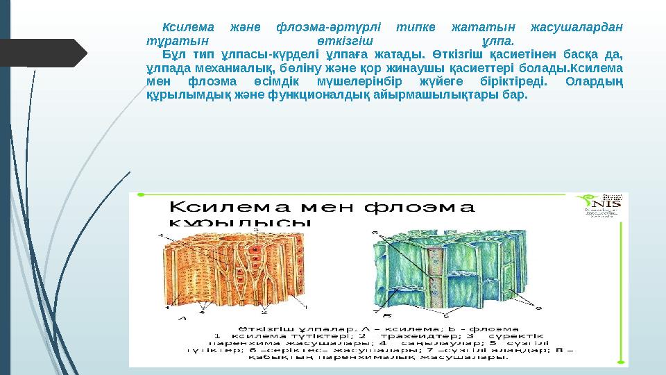 Ксилема және флоэма-әртүрлі типке жататын жасушалардан тұратын өткізгіш ұлпа. Бұл тип ұлпасы-күрделі ұлпаға жатады