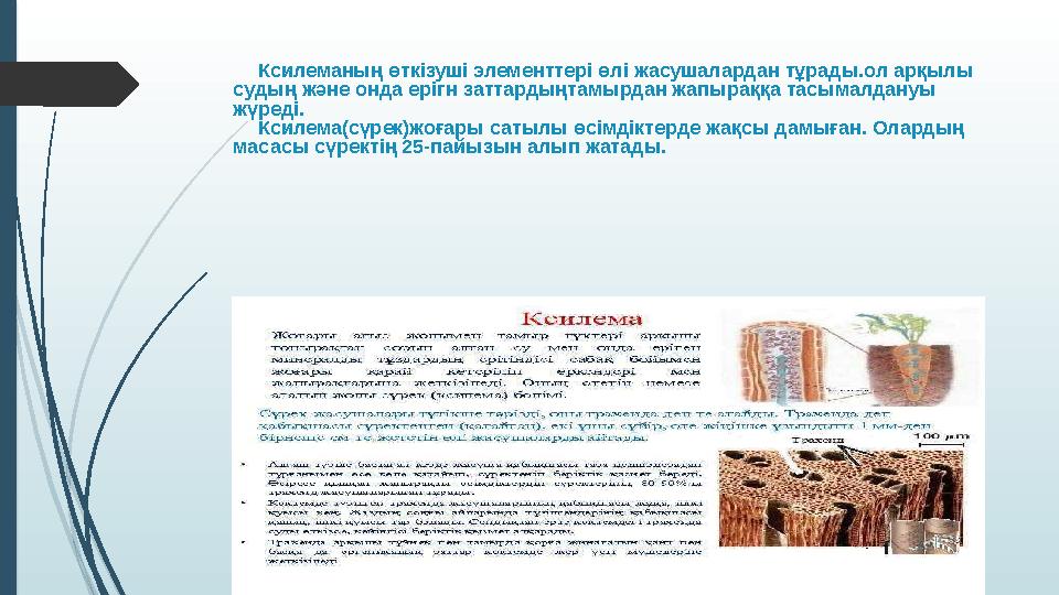 Ксилеманың өткізуші элементтері өлі жасушалардан тұрады.ол арқылы судың және онда ерігн заттардыңтамырдан жапыраққа тасымалдану