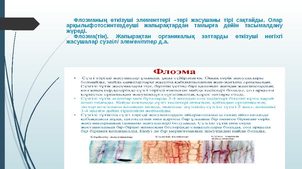 Флоэманың өткізуші элементтері –тері жасушаны тірі сақтайды. Олар арқылыфотосинтездеуші жапырақтардан тамырға дейін