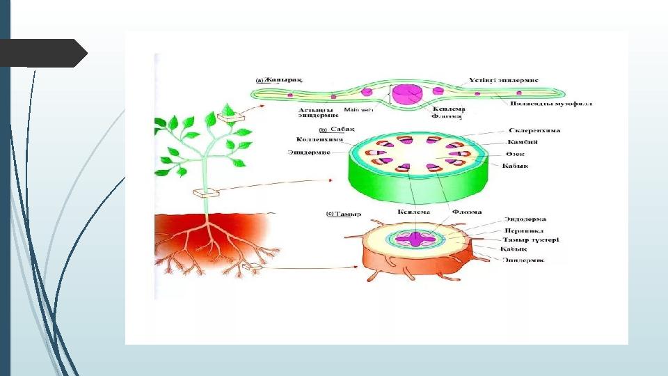 Қызыңызбен жыныстық қатынас пен позицияларды көрсетіңіз Порнографиялық фильмдерді онлайн көру
