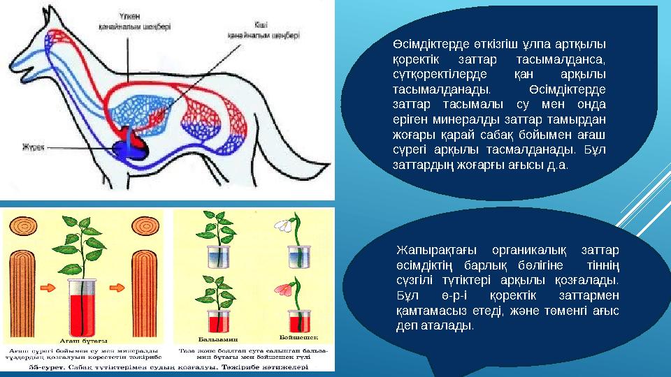 Калигула онлайн порно фильм