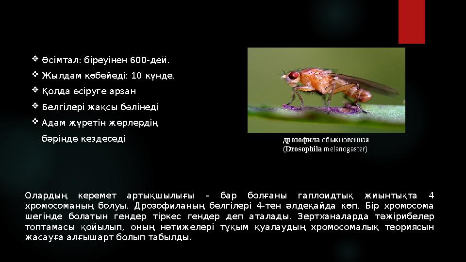 Шешен төсек порно Орбакайтенің жаңа жалаңаш порно видеосы