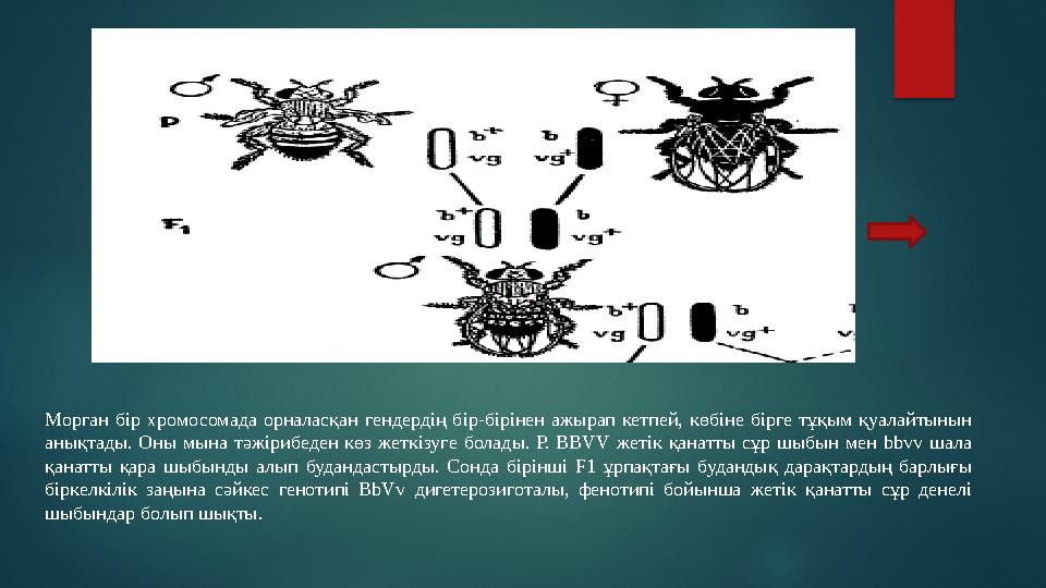 Морган бір хромосомада орналасқан гендердің бір-бірінен ажырап кетпей, көбіне бірге тұқым қуалайтынын анықтады. Оны