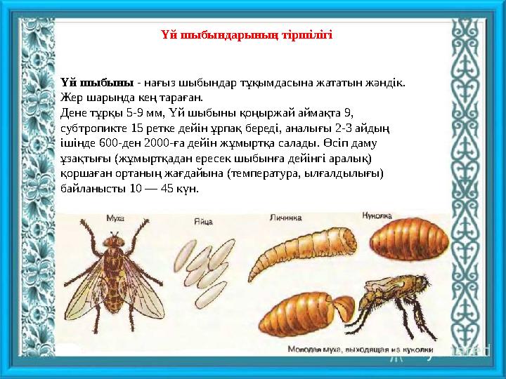 Үй шыбындарының тіршілігі Үй шыбыны - нағыз шыбындар тұқымдасына жататын жәндік. Жер шарында кең тараған. Дене тұрқы 5-9 мм, Ү