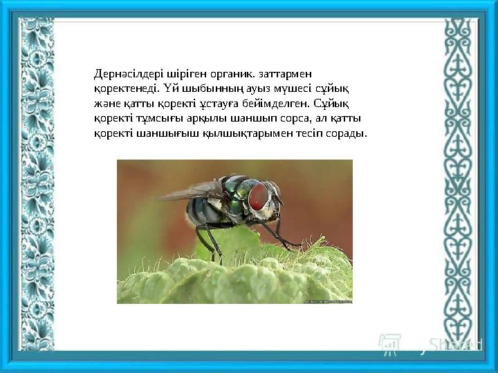 Дернәсілдері шіріген органик. заттармен қоректенеді. Үй шыбынның ауыз мүшесі сұйық және қатты қоректі ұстауға бейімделген. Сұй