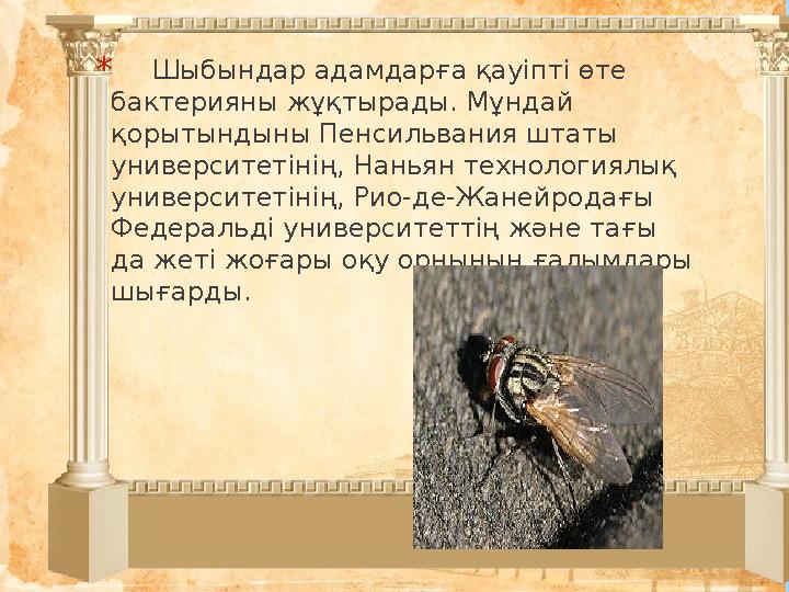 * Шыбындар адамдарға қауіпті өте бактерияны жұқтырады. Мұндай қорытындыны Пенсильвания штаты университетінің, Наньян т