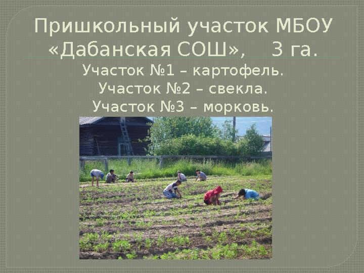 Пришкольный участок МБОУ «Дабанская СОШ», 3 га. Участок №1 – картофель. Участок №2 – свекла. Участок №3 – морковь.