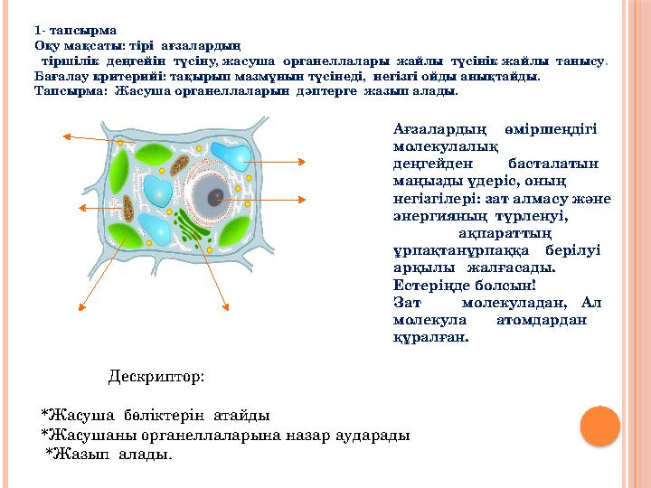 1- тапсырма Оқу мақсаты: тірі ағзалардың тіршілік деңгейін түсіну, жасуша органеллалары жайлы түсінік жайлы танысу . Б