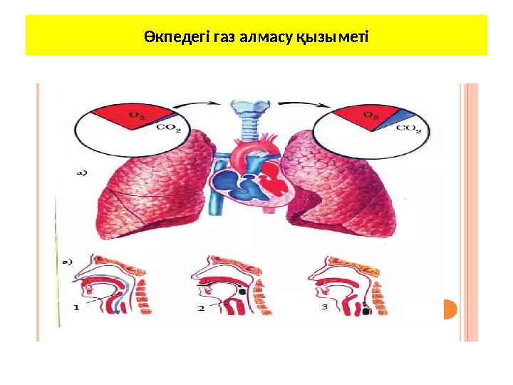 Өкпедегі газ алмасу қызыметі