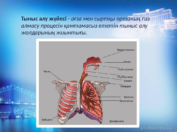 Тыныс алу жүйесі - ағза мен сыртқы ортаның газ алмасу процесін қамтамасыз ететін тыныс алу жолдарының жиынтығы.