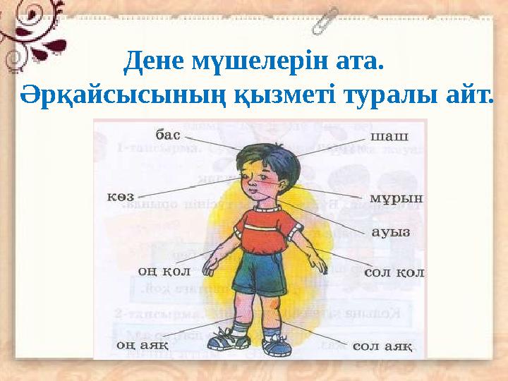 Дене мүшелерін ата. Әрқайсысының қызметі туралы айт.