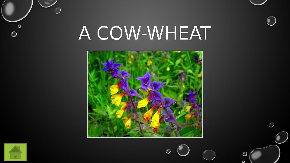 A COW-WHEAT