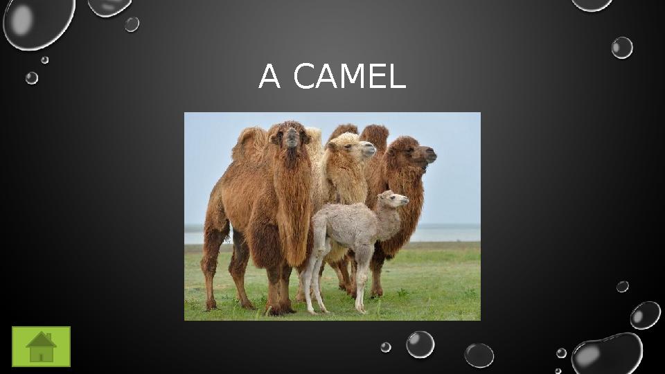 A CAMEL