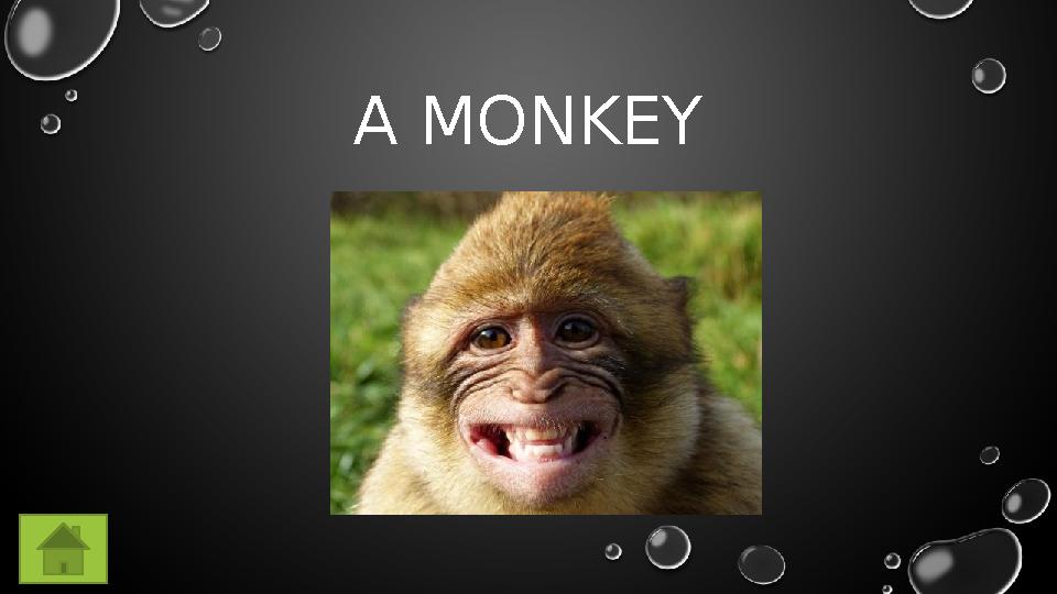 A MONKEY