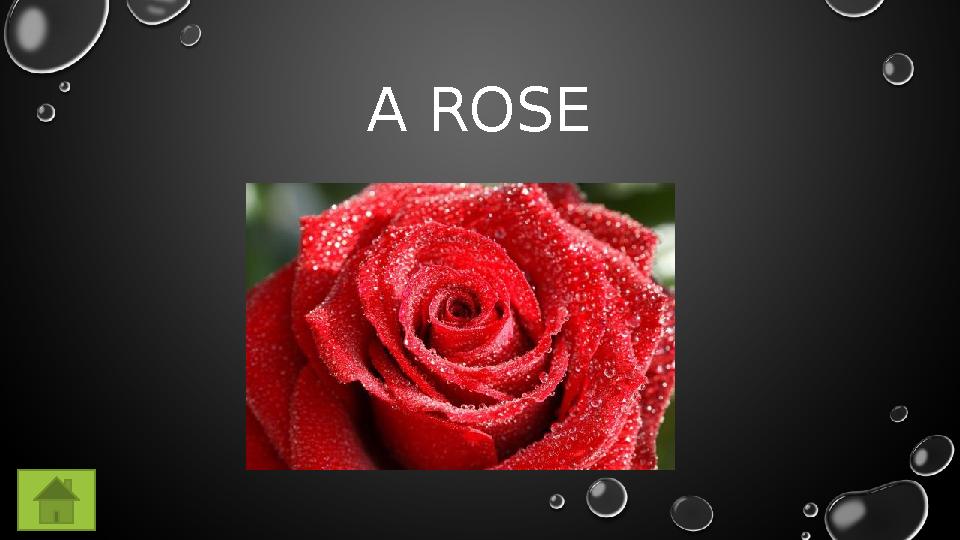 A ROSE