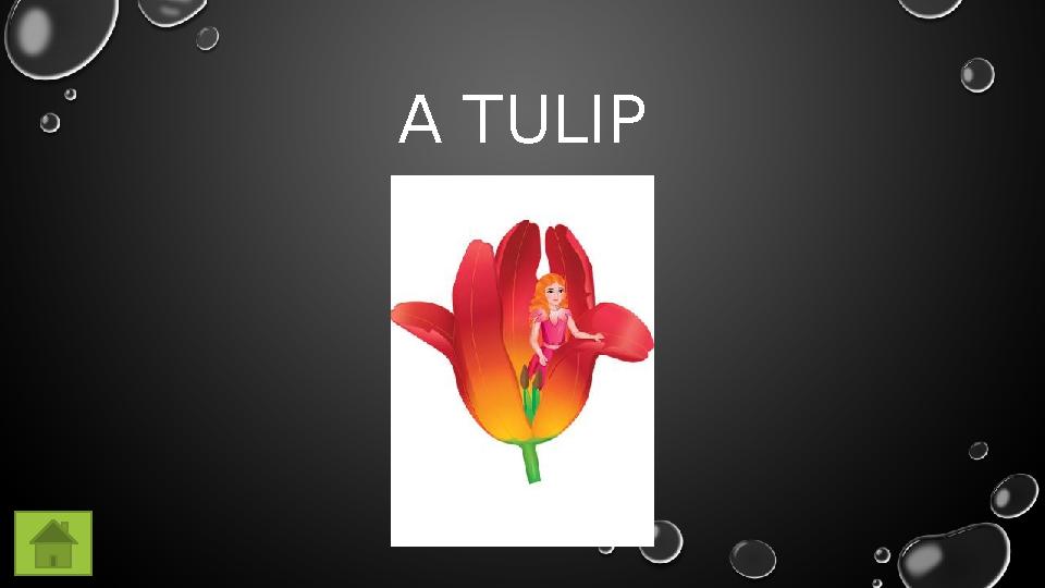 A TULIP