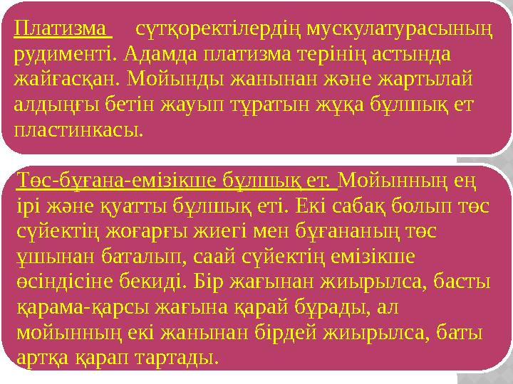 Төс-бұғана-емізікше бұлшық ет. Мойынның ең ірі және қуатты бұлшық еті. Екі сабақ болып төс сүйектің жоғарғы жиегі мен бұғанан