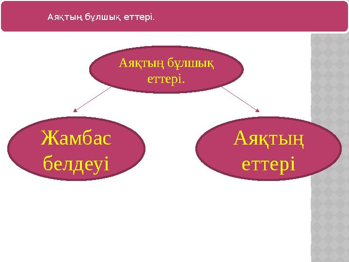 Аяқтың бұлшық еттері. Аяқтың бұлшық еттері. Жамбас белдеуі Аяқтың еттері