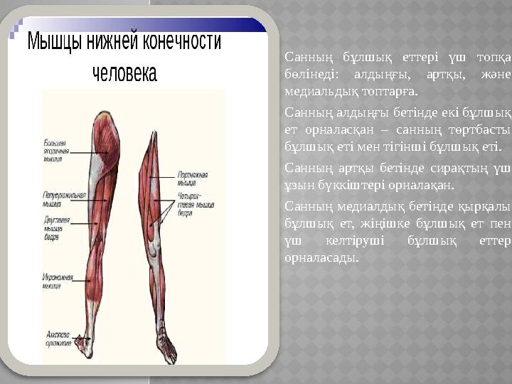 Санның бұлшық еттері үш топқа бөлінеді: алдыңғы, артқы, және медиальдық топтарға. Санның алдыңғы бетінде екі бұлшық ет