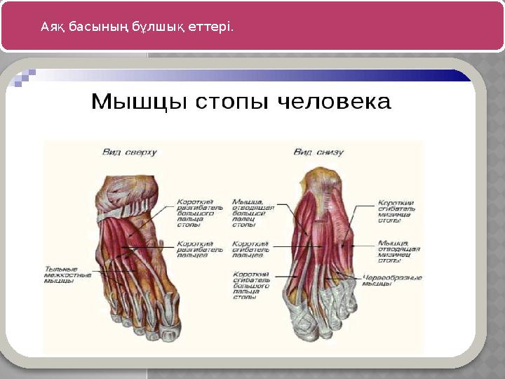 Аяқ басының бұлшық еттері.