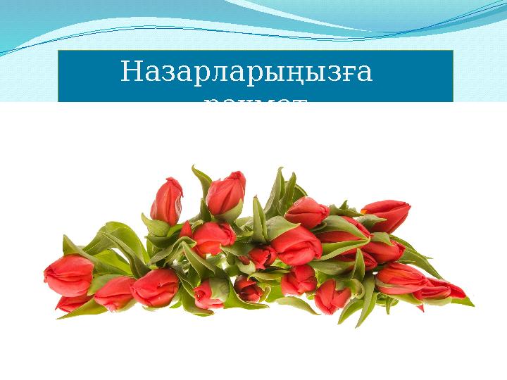 Назарлары ңызға рахмет