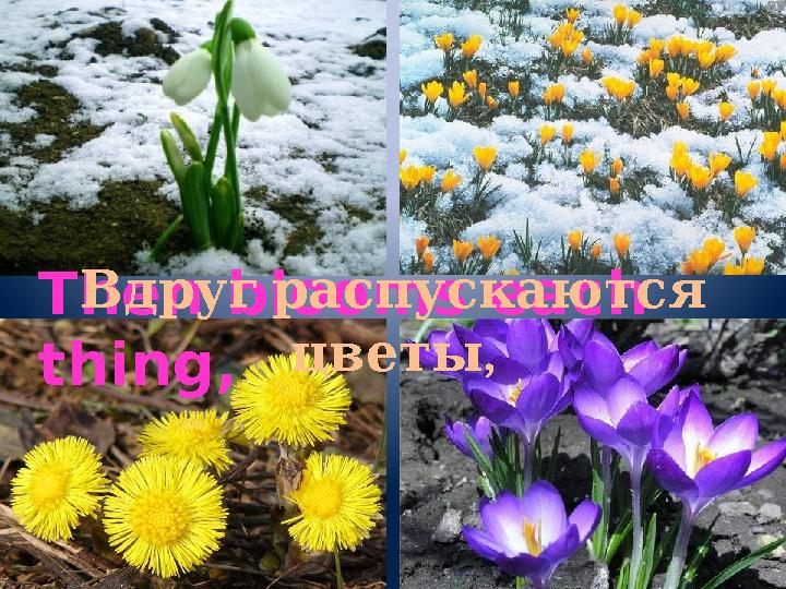 Then blooms each thing, Вдруг распускаются , цветы