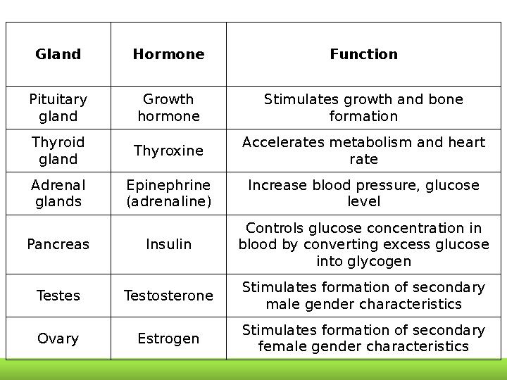 Gland Hormone Function Pituitary gland Growth hormone Stimulates growth and bone formation Thyroid gland Thyroxine Accelerat