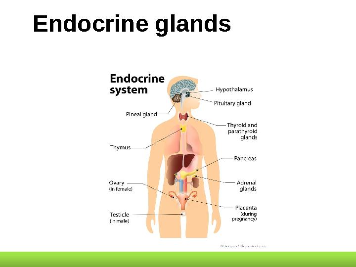 Endocrine glands