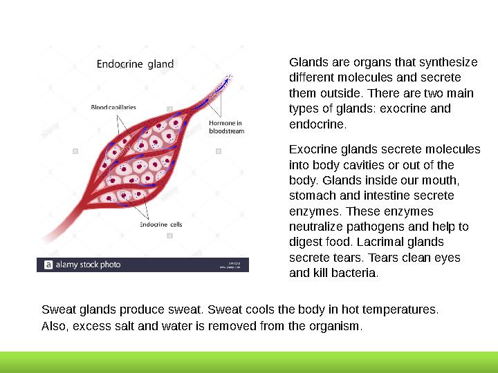 Glands are organs that synthesize different molecules and secrete them outside. There are two main types of glands: exocrine