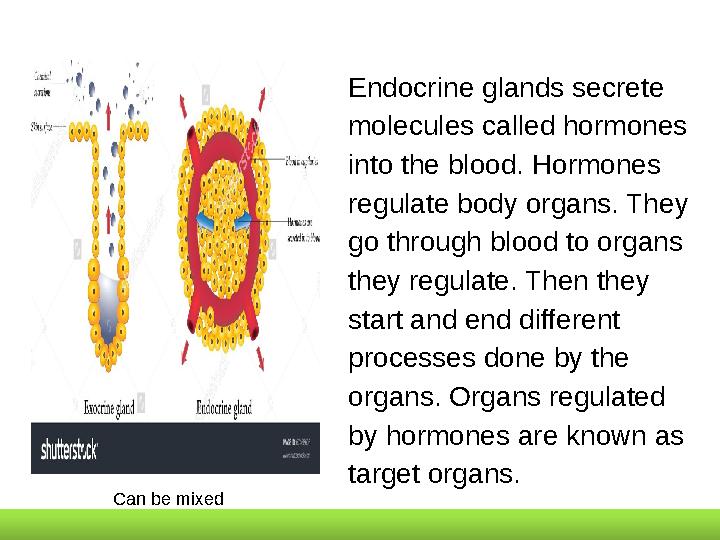 Endocrine glands secrete molecules called hormones into the blood. Hormones regulate body organs. They go through blood to o