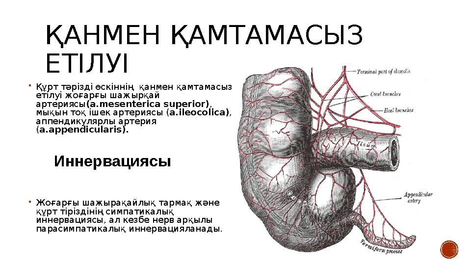 ҚАНМЕН ҚАМТАМАСЫЗ ЕТІЛУІ  Құрт тәрізді өскіннің қанмен қамтамасыз етілуі жоғарғы шажырқай артериясы (a.mesenterica superior