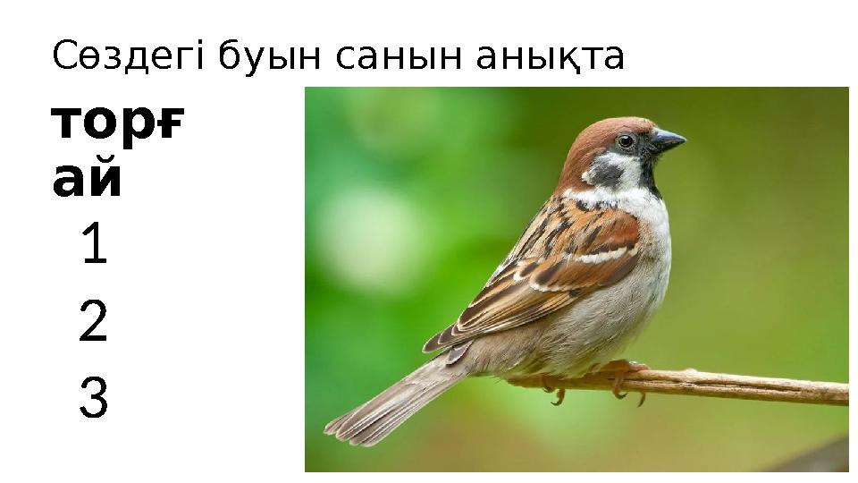 Ыстық орыс есектер