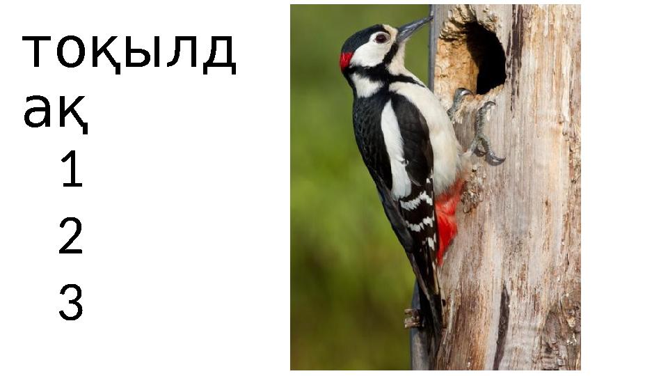 тоқылд ақ 1 2 3