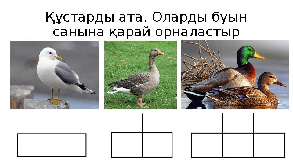 Құстарды ата. Оларды буын санына қарай орналастыр