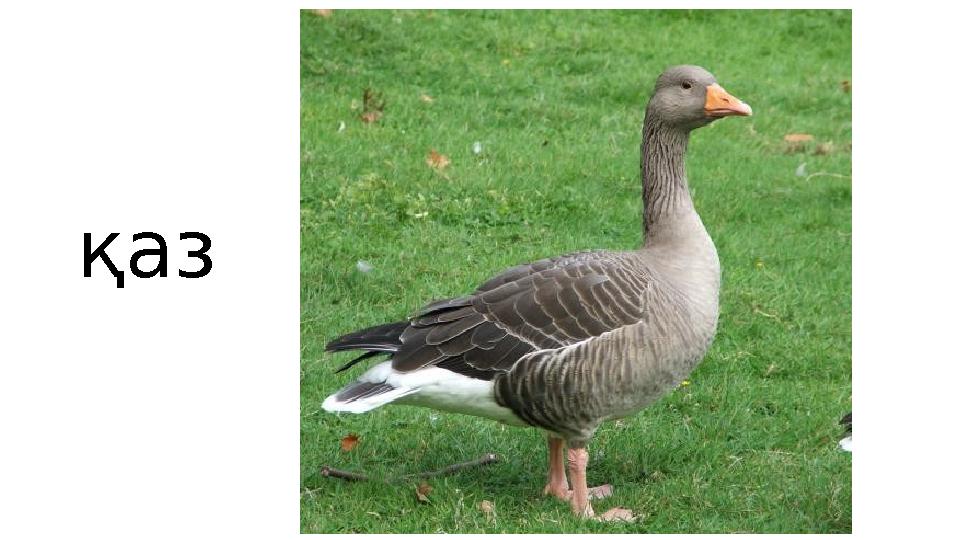 қаз