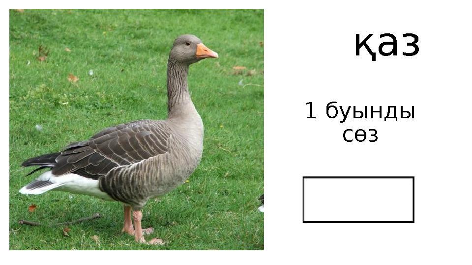 1 буынды сөз қаз