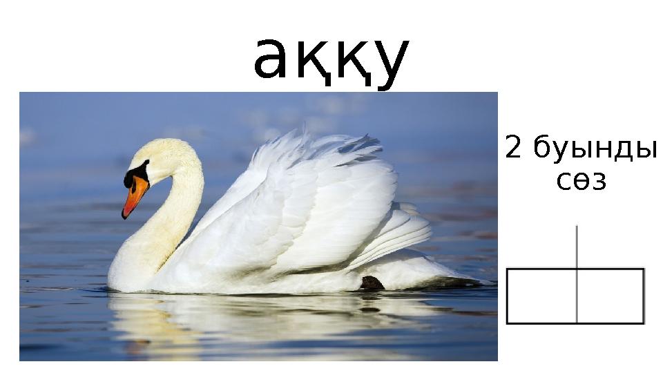 аққу 2 буынды сөз