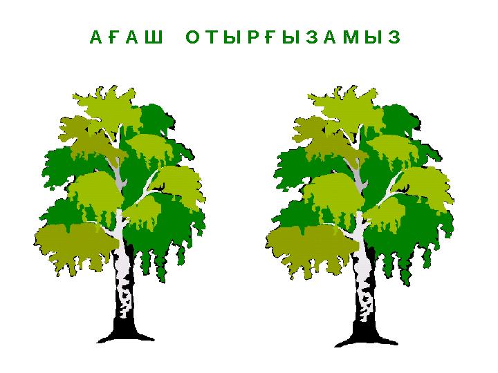 А Ғ А Ш О Т Ы Р Ғ Ы З А М Ы З