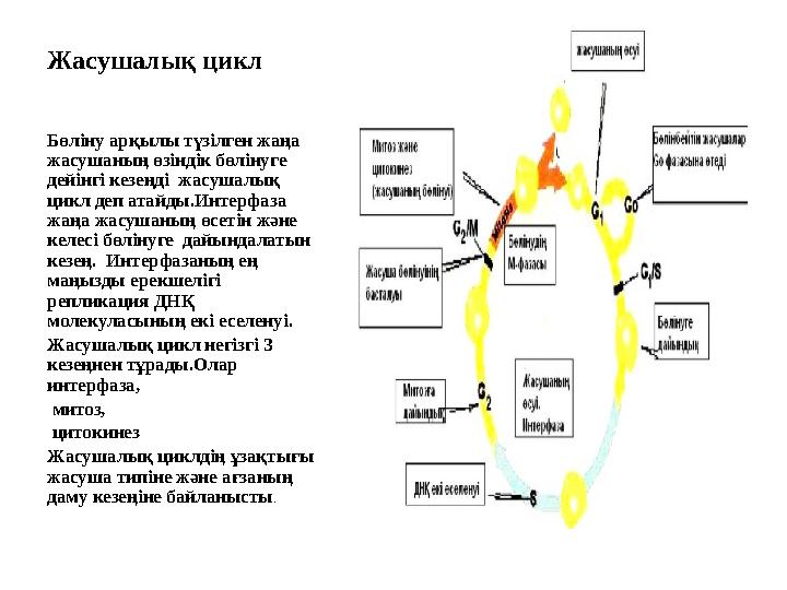 Жасушалық цикл Бөліну арқылы түзілген жаңа жасушаның өзіндік бөлінуге дейінгі кезеңді жасушалық цикл деп атайды.Интерфаза