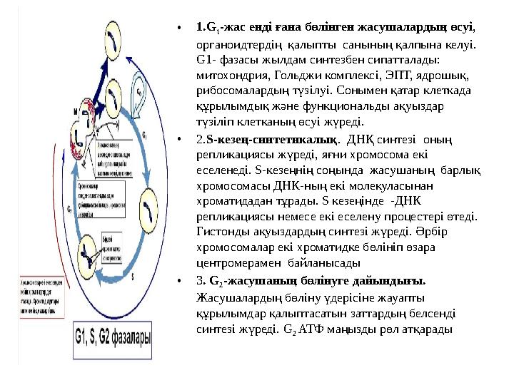 Интерфаза сатылары: • 1.G 1 -жас енді ғана бөлінген жасушалардың өсуі , органоидтердің қалыпты санының қалпына келуі. G1- фа