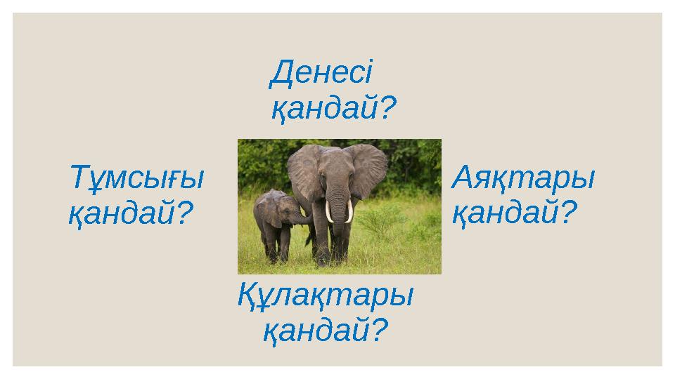 Құлақтары қандай? Денесі қандай? Аяқтары қандай?Тұмсығы қандай?