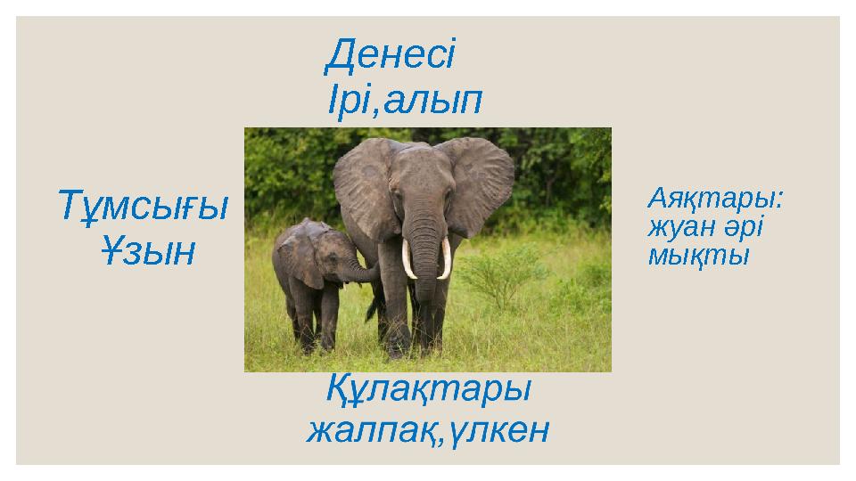 Денесі Ірі,алып Тұмсығы Ұзын Аяқтары: жуан әрі мықты