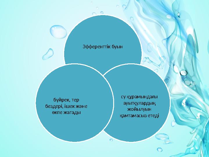 Эфференттік буын су құрамындағы ауытқулардың жойылуын қамтамасыз етедібүйрек, тер бездері, ішек және өкпе жатады
