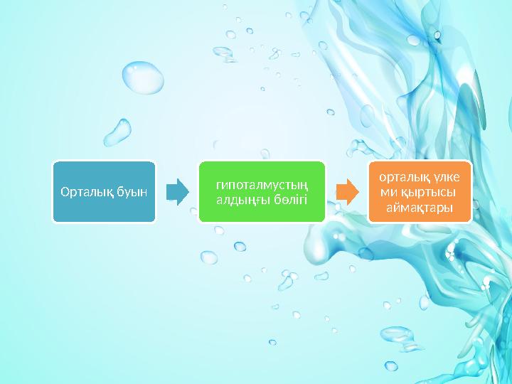 Орталық буын гипоталмустың алдыңғы бөлігі орталық үлке ми қыртысы аймақтары