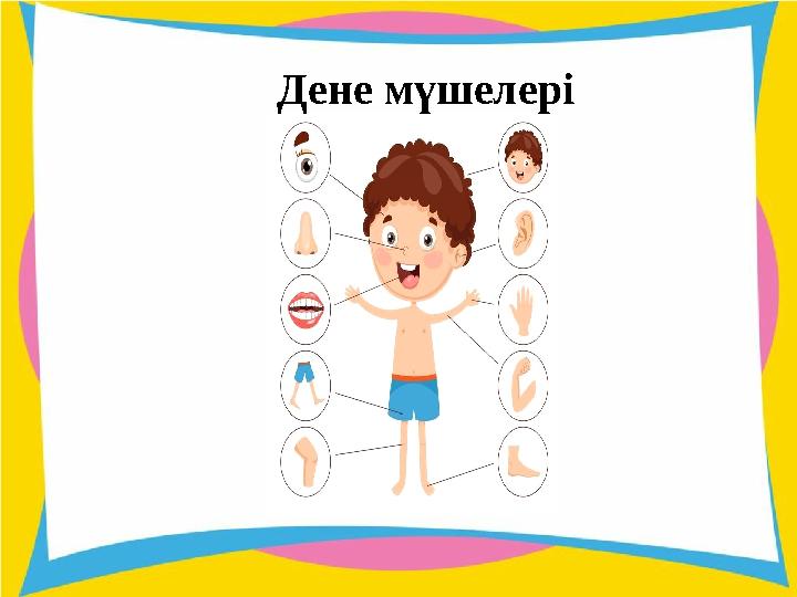 Дене мүшелері