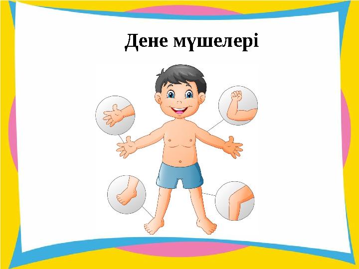 Дене мүшелері